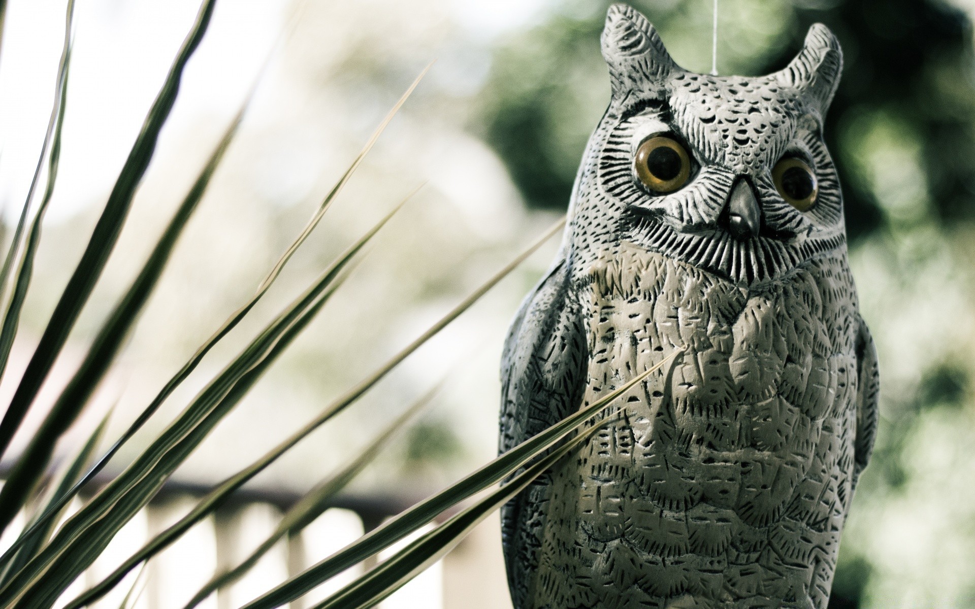 escultura naturaleza pájaro al aire libre salvaje búho pluma primer plano vida silvestre animal jardín