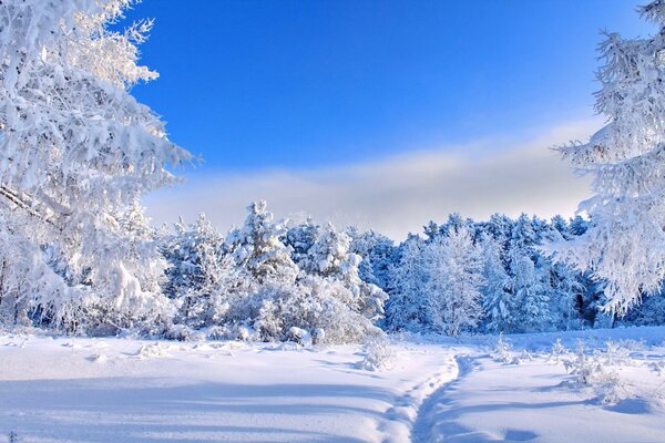 A snow-covered trail into a frost-covered forest