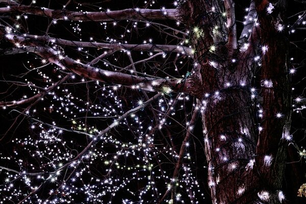 Guirnaldas de Navidad en las ramas de los árboles