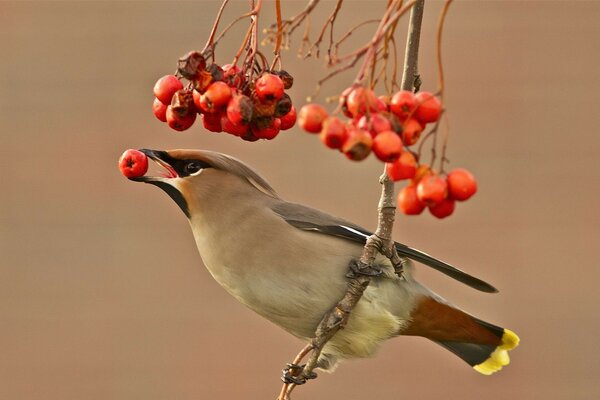 Beeren und Vögel. Vogel mit einem Viburnumzweig