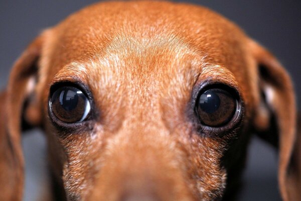 Cute dog eyes of dachshund breed