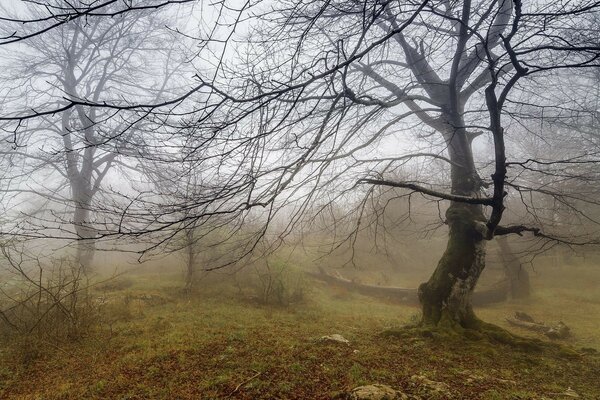 Foggy landscape. Trees without foliage