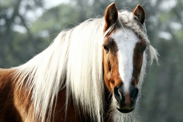 Portrait of a beautiful horse. Spotted Horse