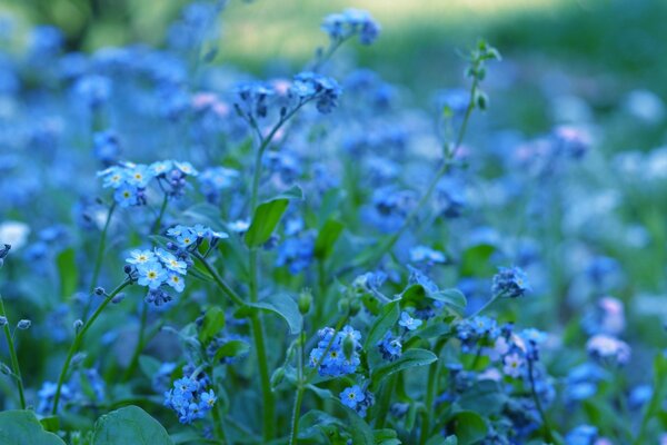 Pequeñas flores azules en la naturaleza