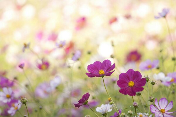 Beautiful summer wildflowers