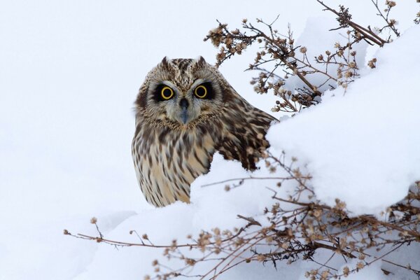 Mysterious, this bird is an owl. a close look