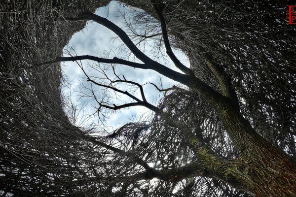 Sky landscape through tree branches