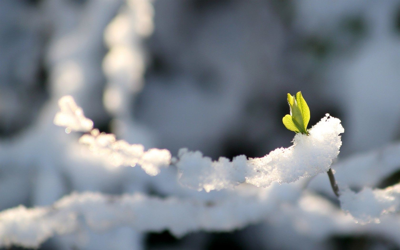 fiori neve inverno all aperto natura sfocatura gelo albero fiore freddo bel tempo dop ghiaccio paesaggio luce del giorno foglia luce legno stagione