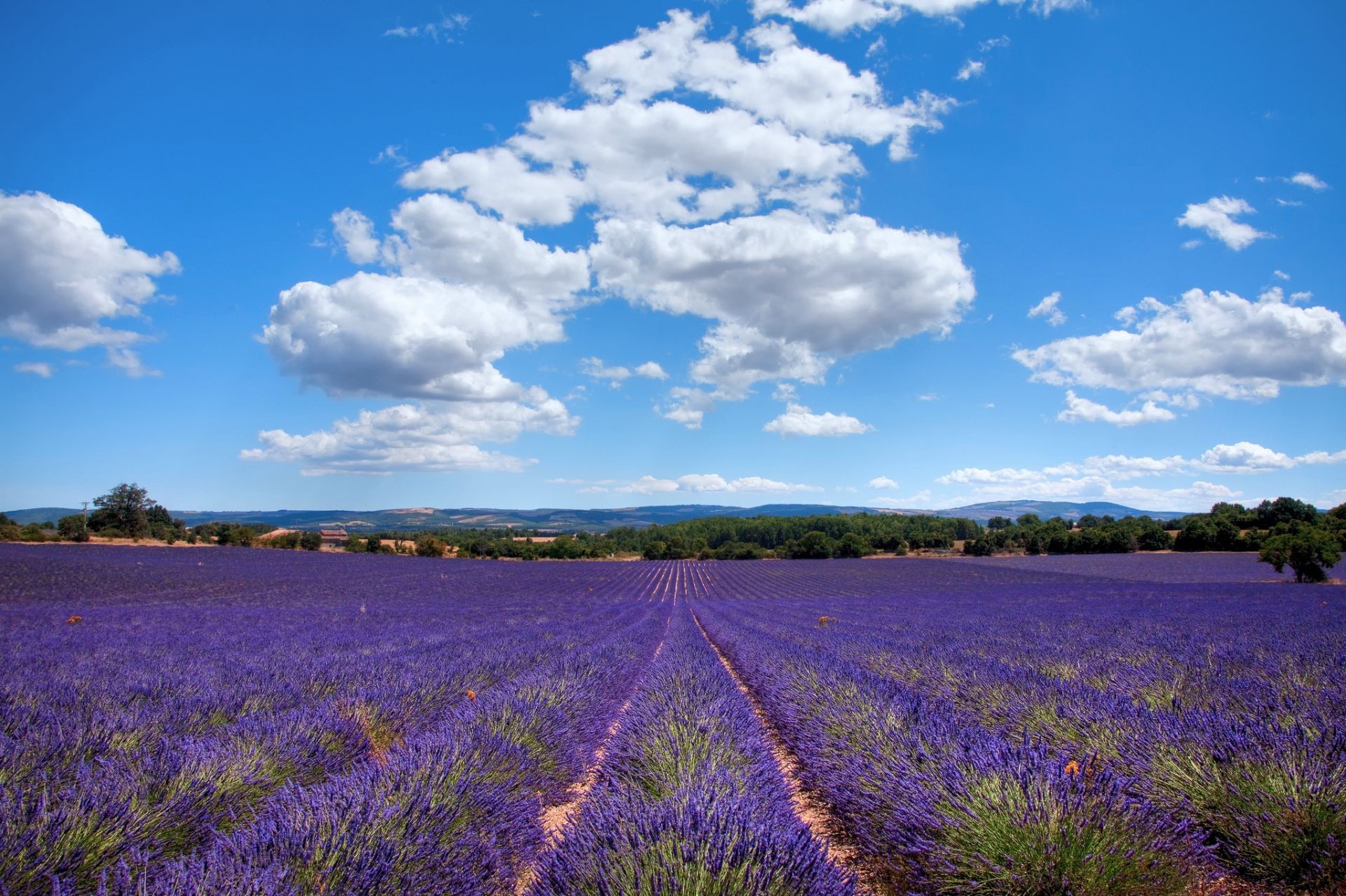 berühmte orte landschaft blume natur landschaft feld im freien des ländlichen himmel lavendel sommer landwirtschaft landschaftlich flora bauernhof idylle reisen land baum