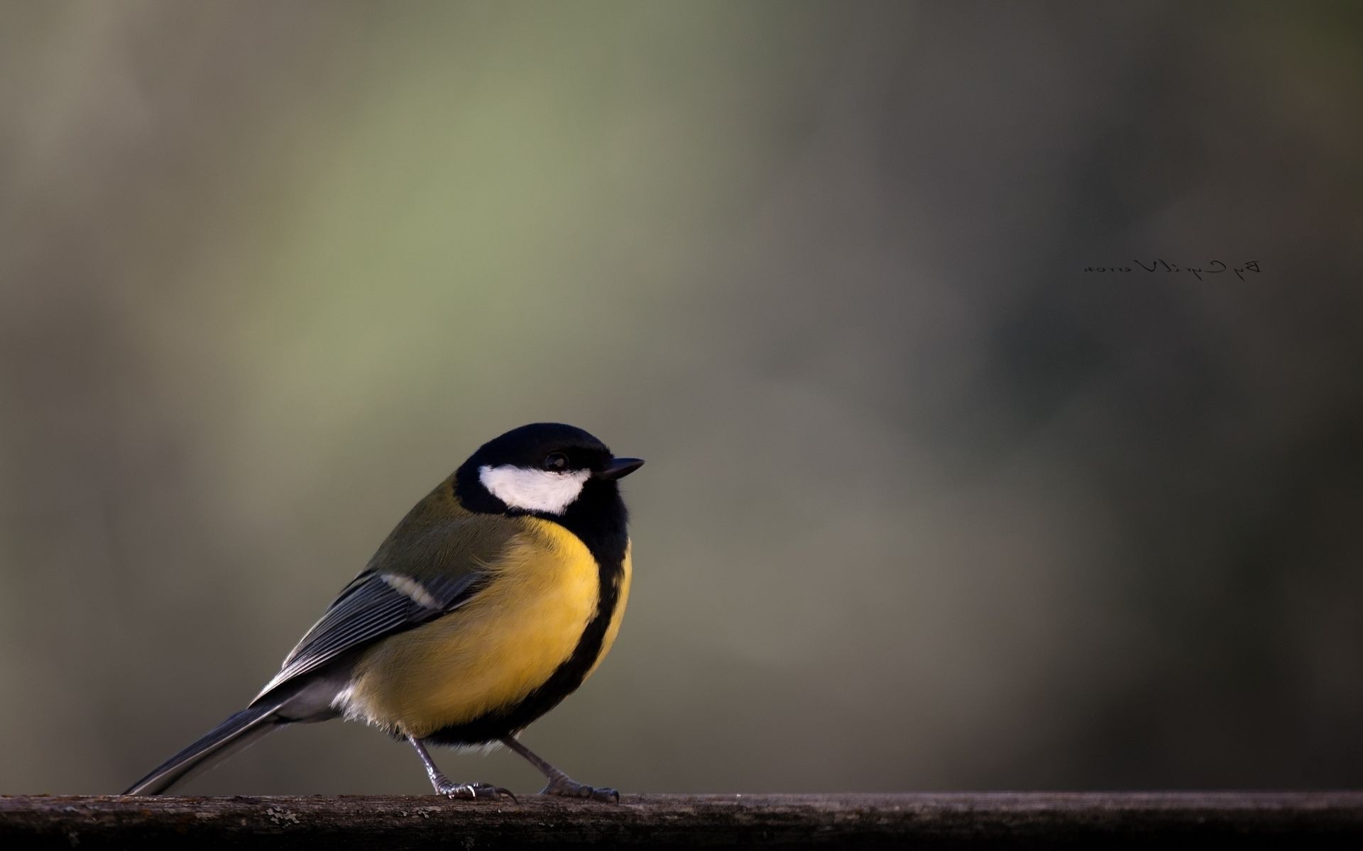 animaux oiseau faune nature en plein air