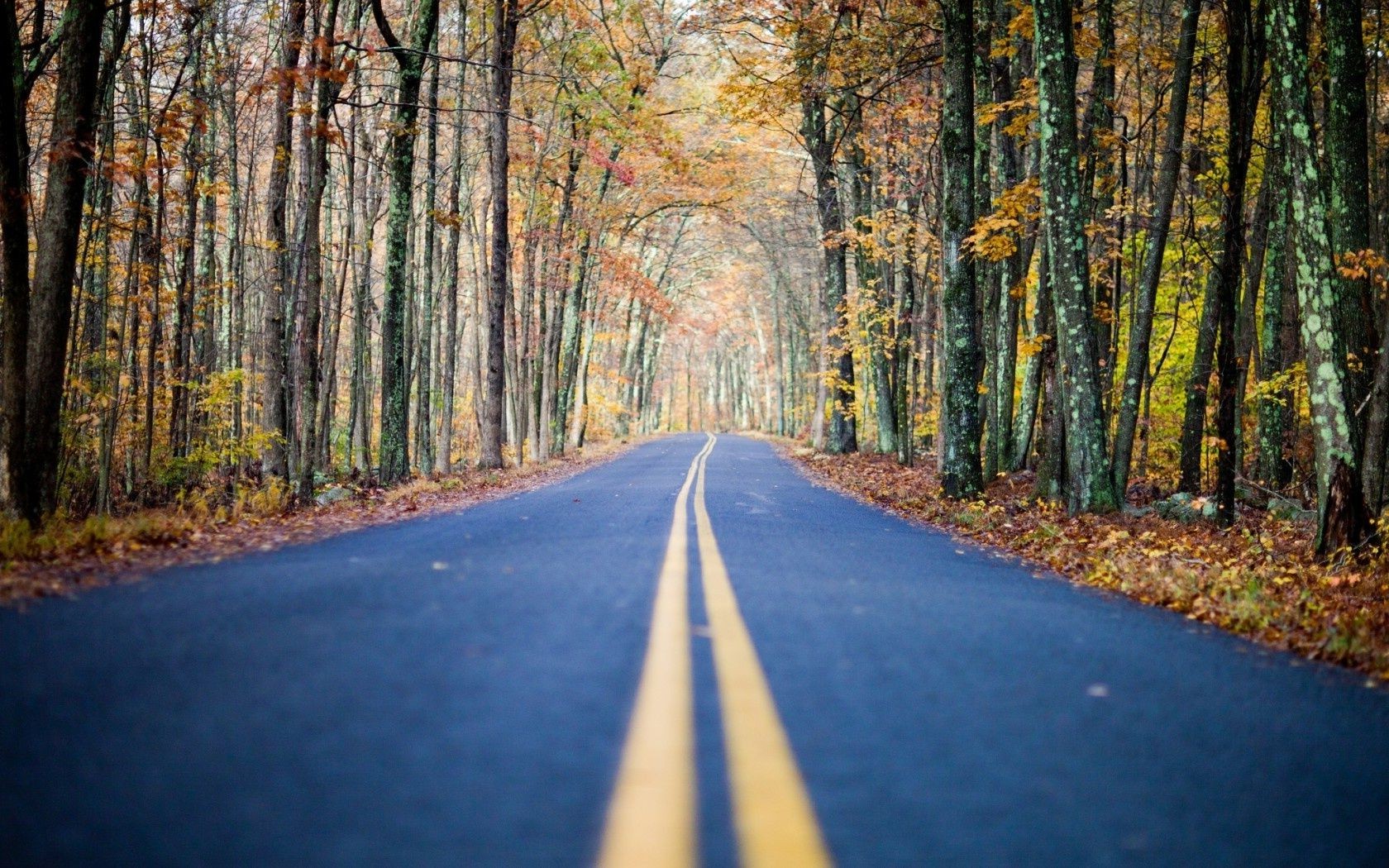 road wood guidance tree fall landscape leaf nature lane park scenic dawn outdoors season countryside perspective alley fair weather rural