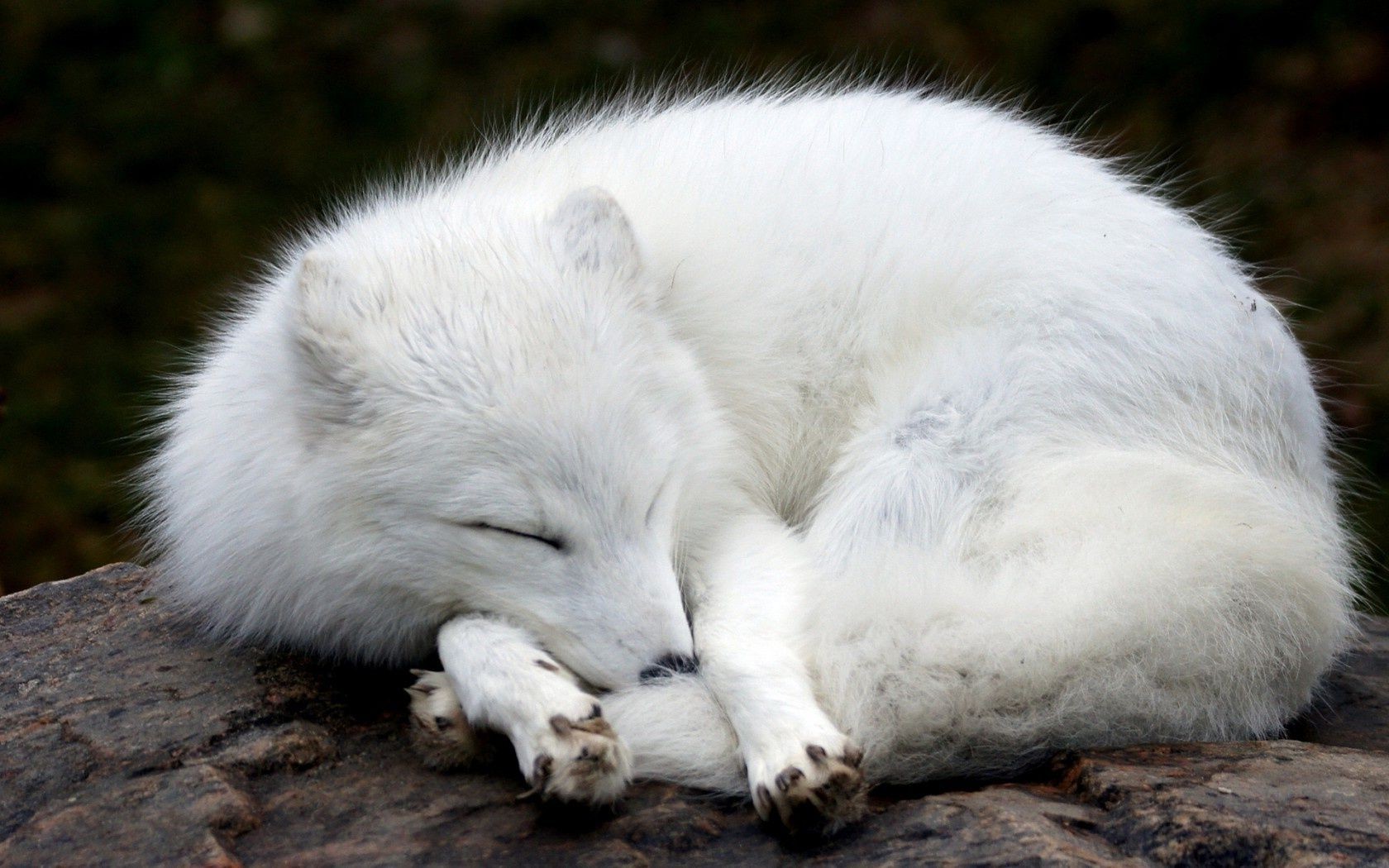 raposas mamífero vida selvagem gelado pele natureza jardim zoológico selvagem animal ao ar livre predador