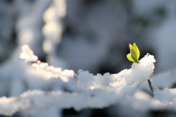 Winter Natur Blume unter dem Schnee