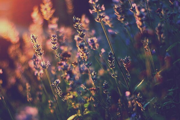 Fleurs de lavande floues au coucher du soleil