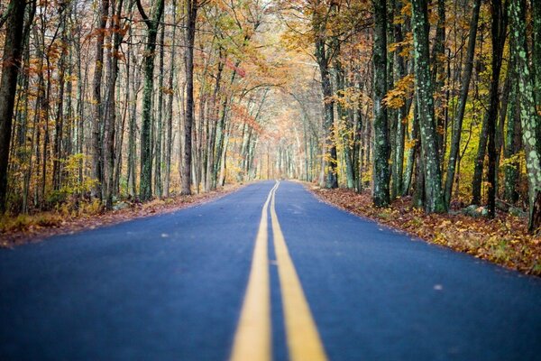 Wet asphalt. Arch of autumn trees