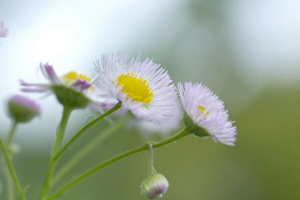 Flores silvestres primer plano