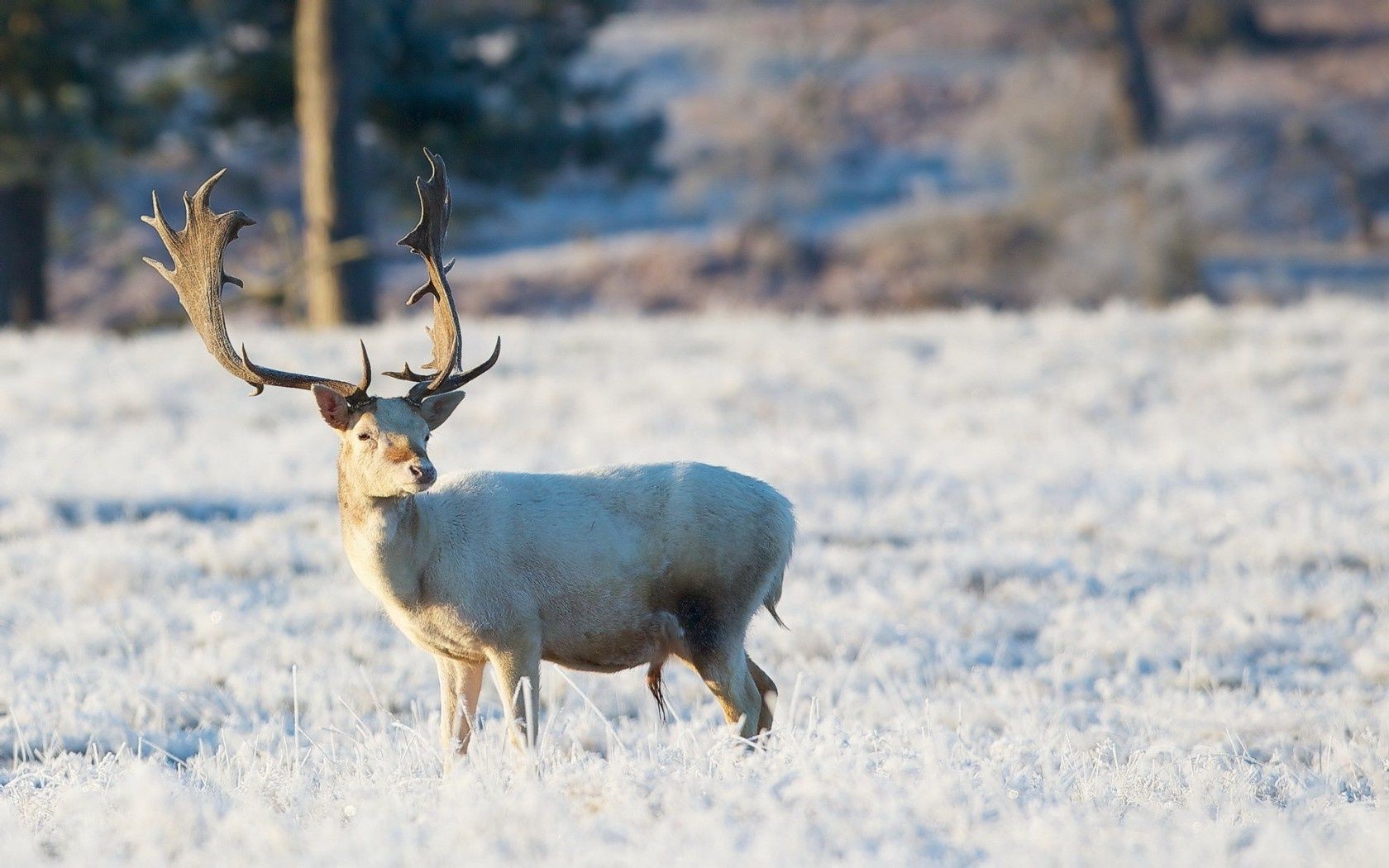 deer mammal winter wildlife nature outdoors snow animal wild wood reindeer antler