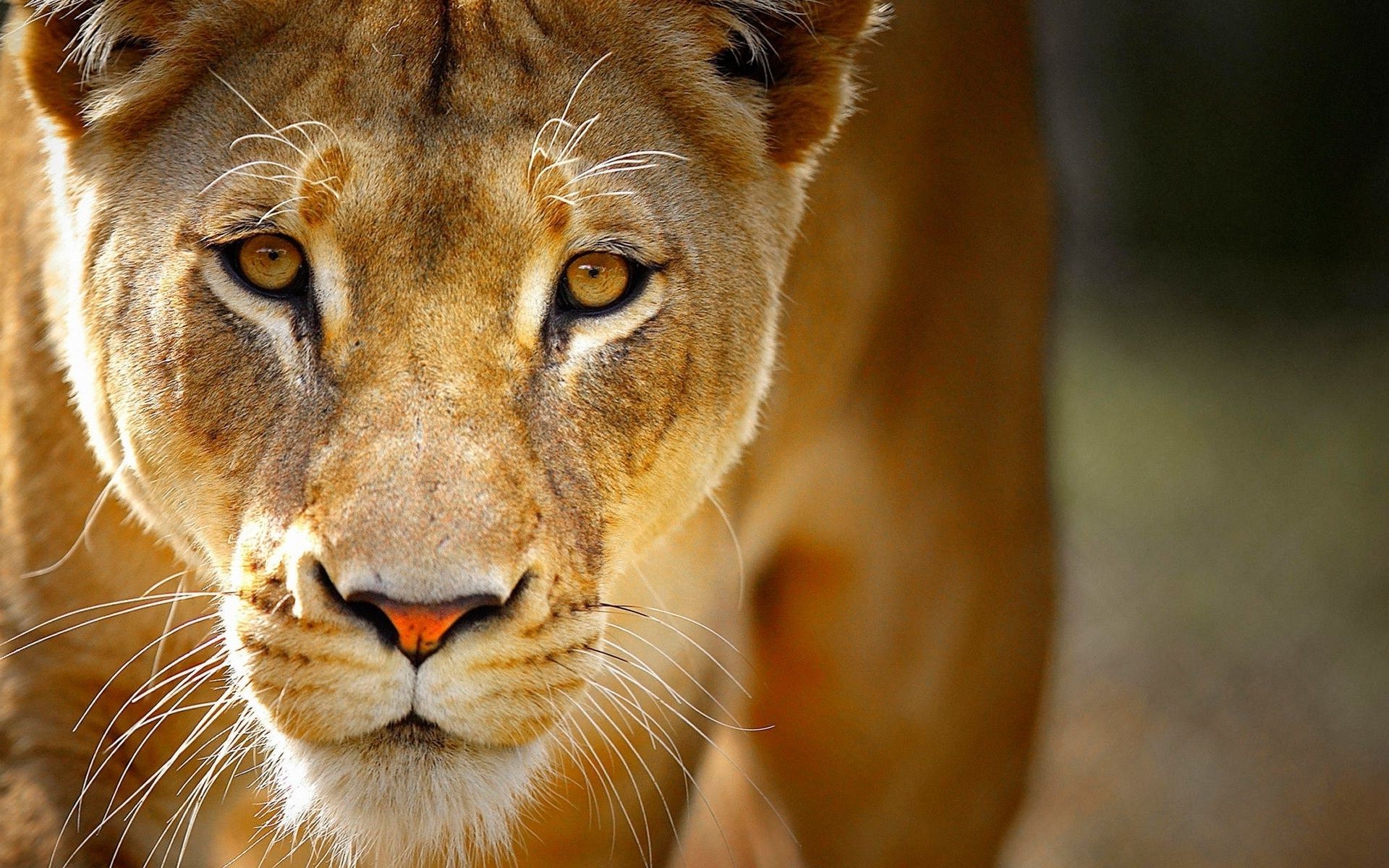 lions cat animal wildlife mammal zoo portrait lion wild safari nature eye fur predator hunter