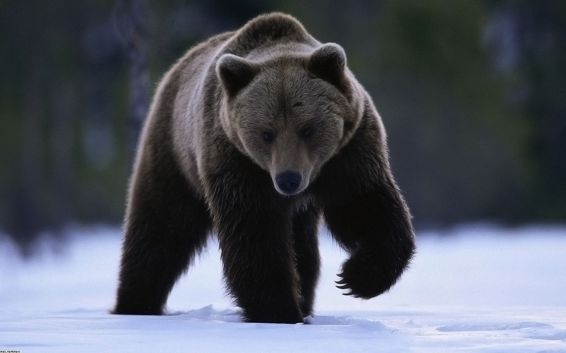 ours mammifère la faune prédateur sauvage à l extérieur animal bois nature givré hiver