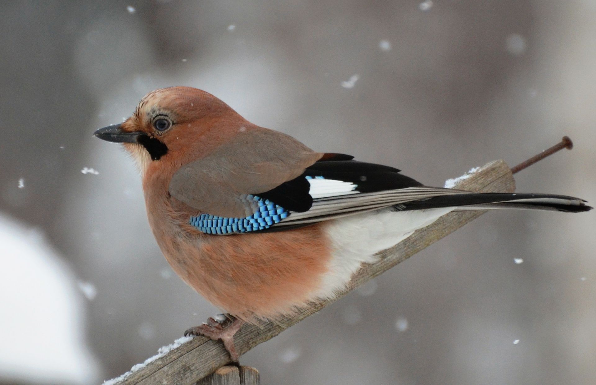 zwierzęta ptak przyroda jeden zwierzę natura avian