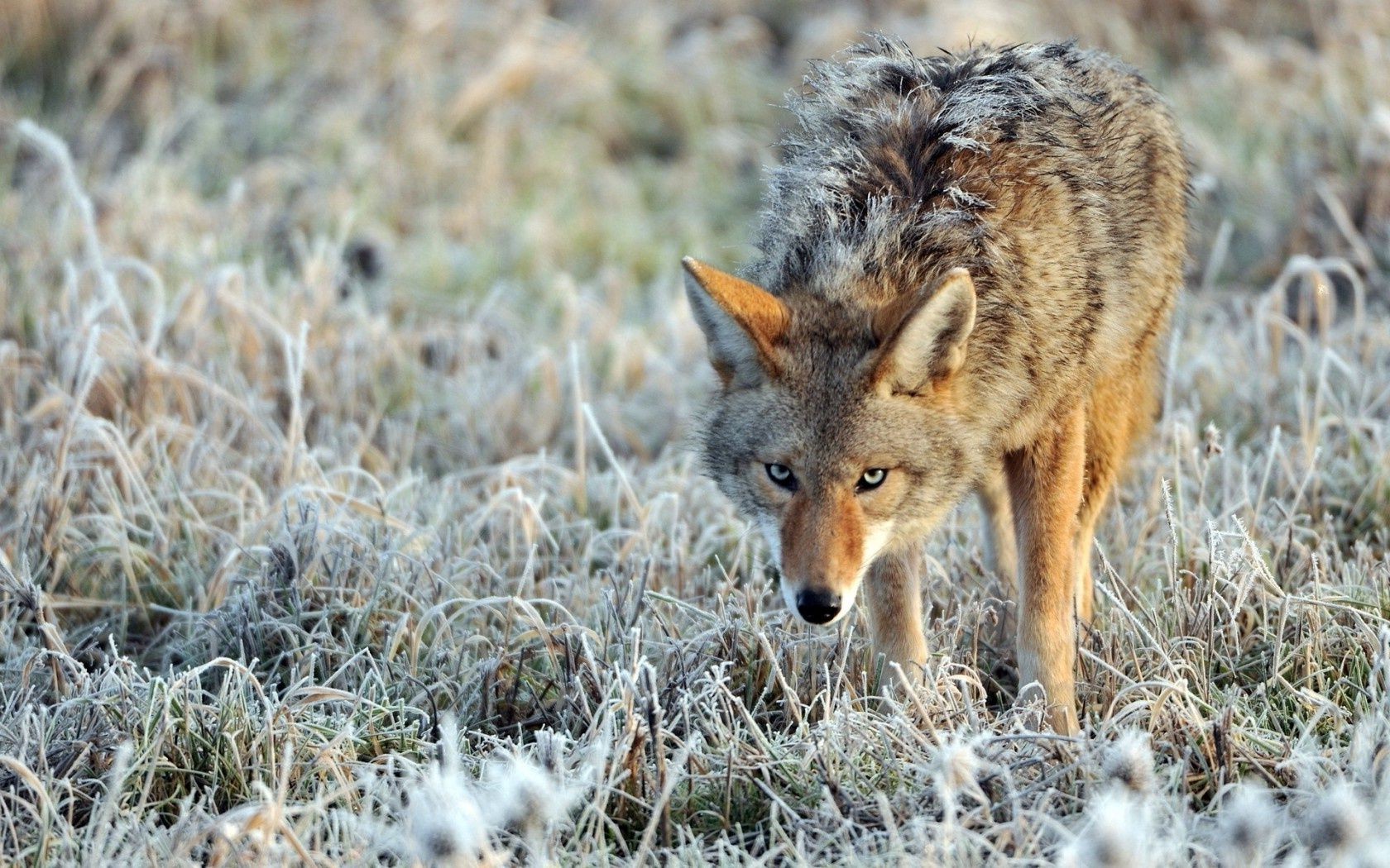 animaux faune nature sauvage mammifère animal à l extérieur herbe prédateur bois