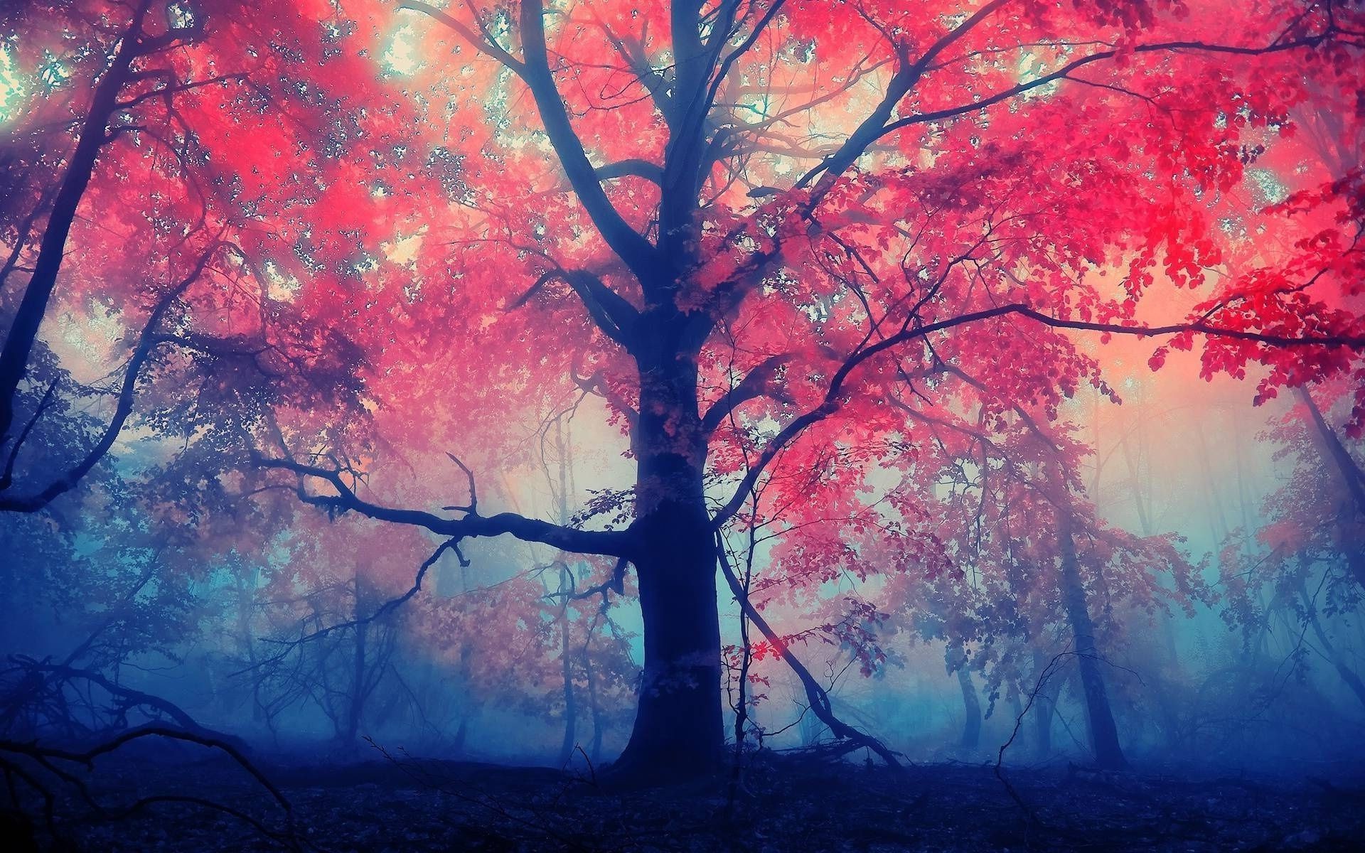 arbres arbre automne branche paysage feuille saison nature couleur lumière brouillard bois érable bureau