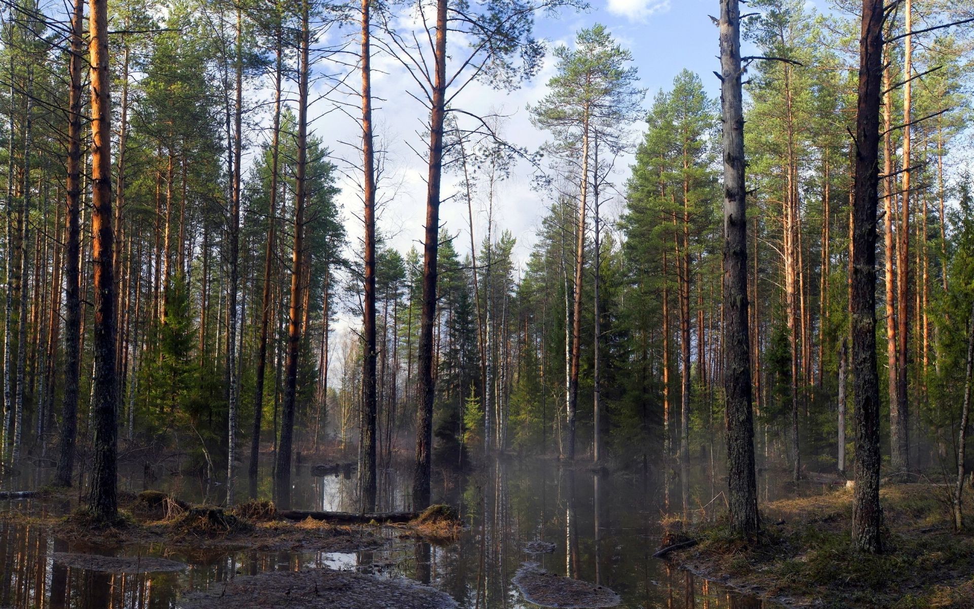 forest wood nature tree landscape conifer outdoors evergreen leaf pine fair weather environment wild dawn fall mist park sun scenic fog