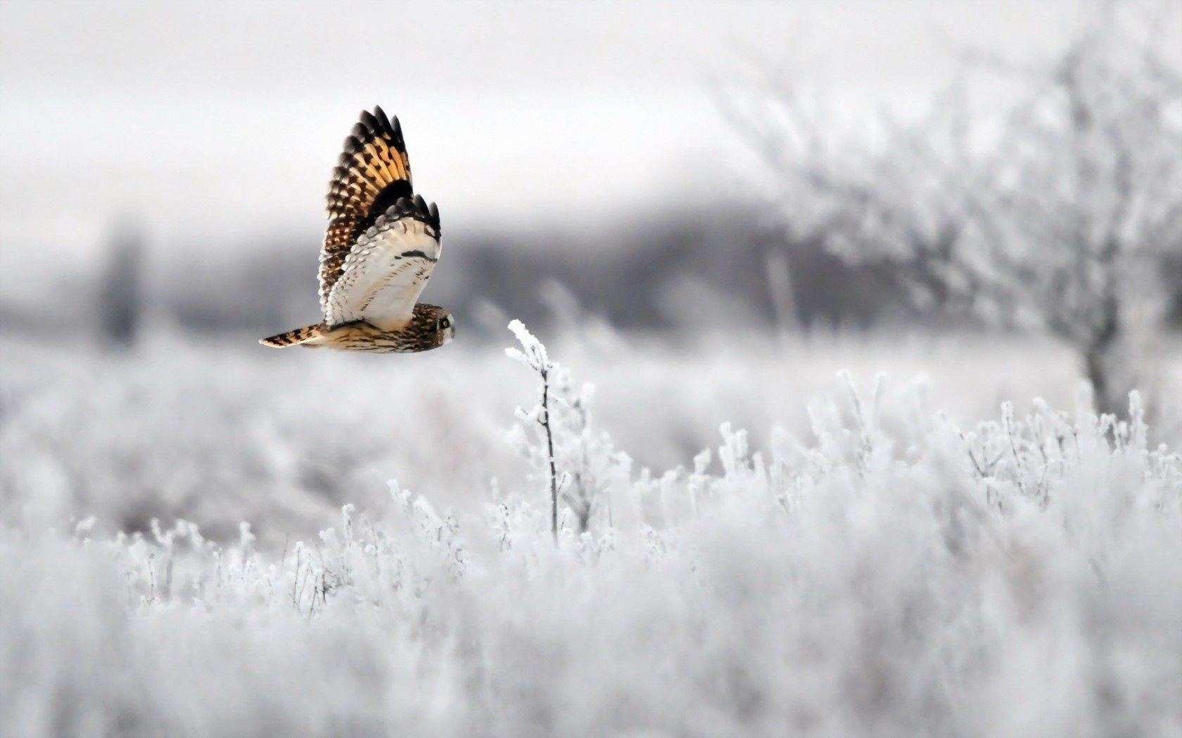 animales invierno nieve naturaleza escarcha al aire libre frío vida silvestre escarcha temporada salvaje aves