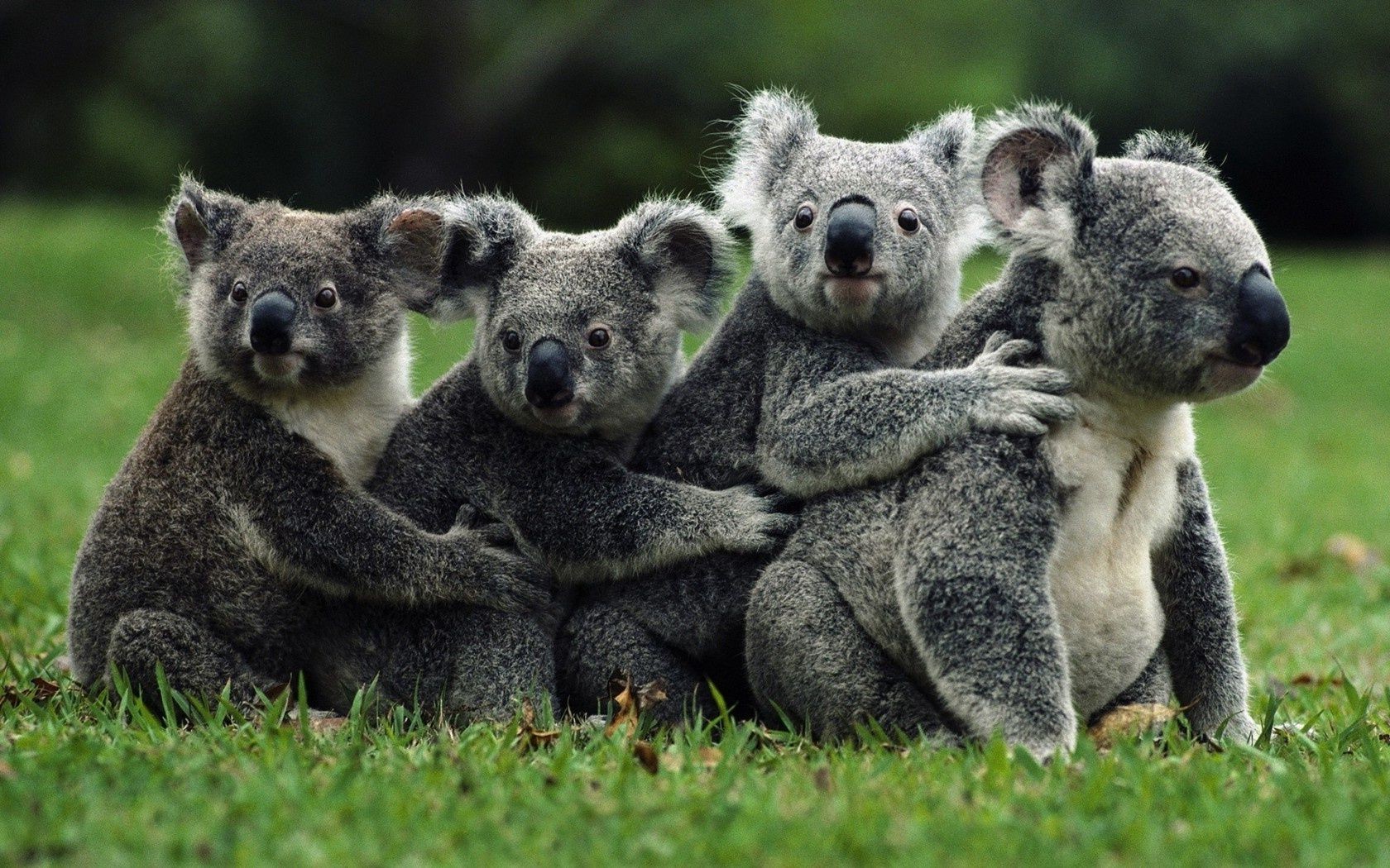 animales mamífero animal vida silvestre lindo naturaleza hierba piel zoológico salvaje retrato joven niño peludo gris marsupial en peligro de extinción