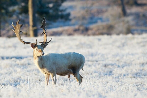 Deer in the wild in winter