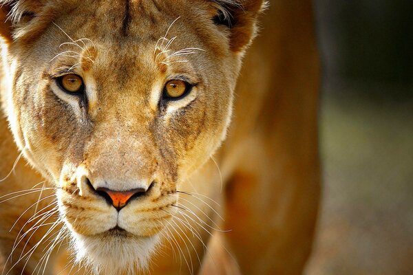 Animali volti della natura leoni