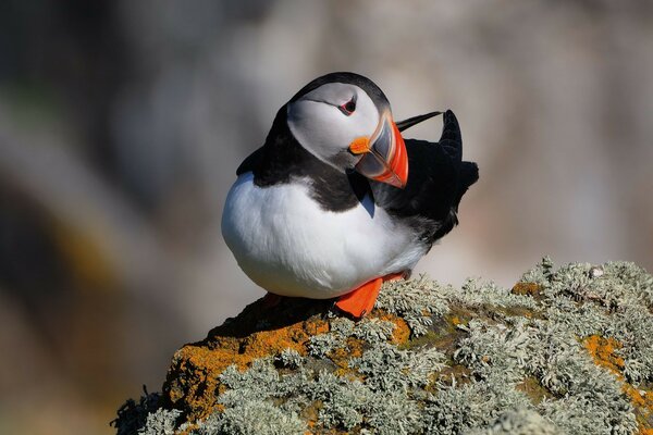 Uccello in natura seduto su una roccia