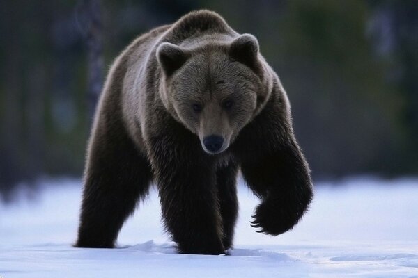 A bear walks through the forest in winter