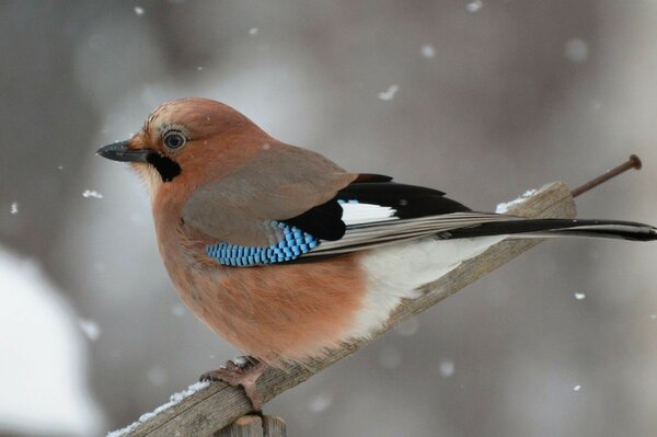 Das Bild eines Vogels, der im Winter auf einem Ast sitzt