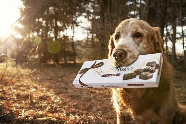 A red-haired dog in nature with sweets