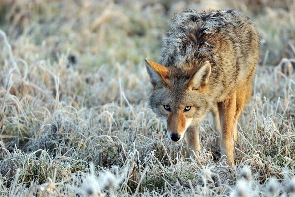 A picture of a wolf in winter in the grass