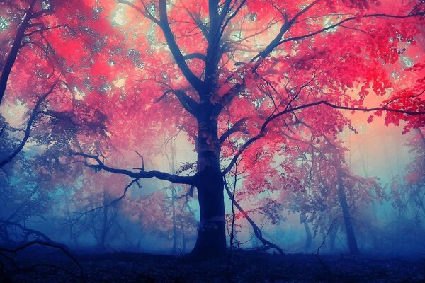 Foresta misteriosa autunnale, colori armoniosi multicolori