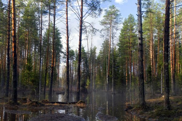 Pine forest in the morning at dawn