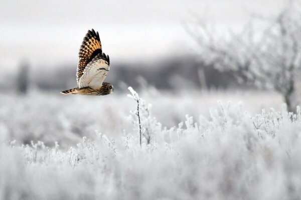 Vogel im Winter bei Frost mit Schnee