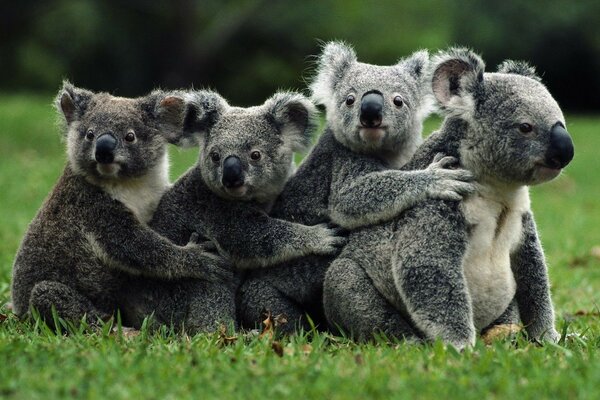 Somos amigos. Criaturas lindas de la vida silvestre