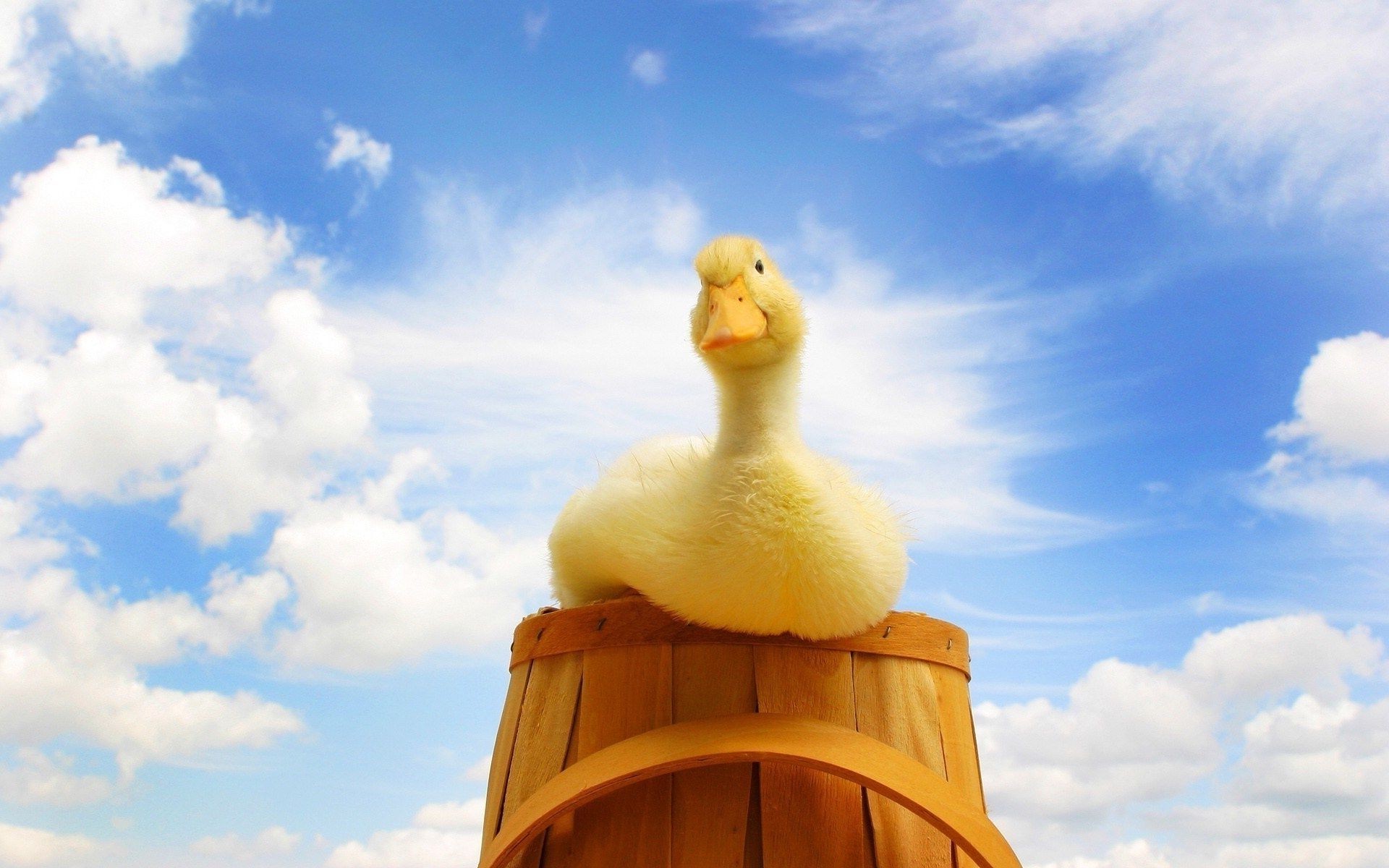 tiere himmel im freien architektur reisen religion sommer eine