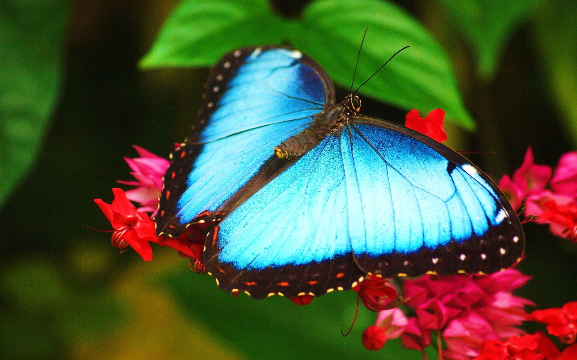 animali farfalla insetto natura fiore ala fauna selvatica giardino volare estate falena all aperto monarca foglia animale bello delicato volo colore lepidotteri