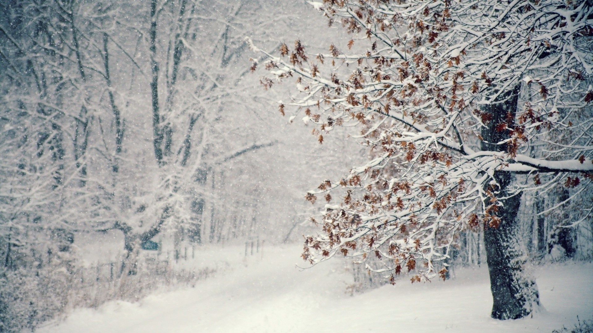 árboles invierno nieve escarcha frío temporada árbol congelado paisaje hielo clima rama madera helada naturaleza