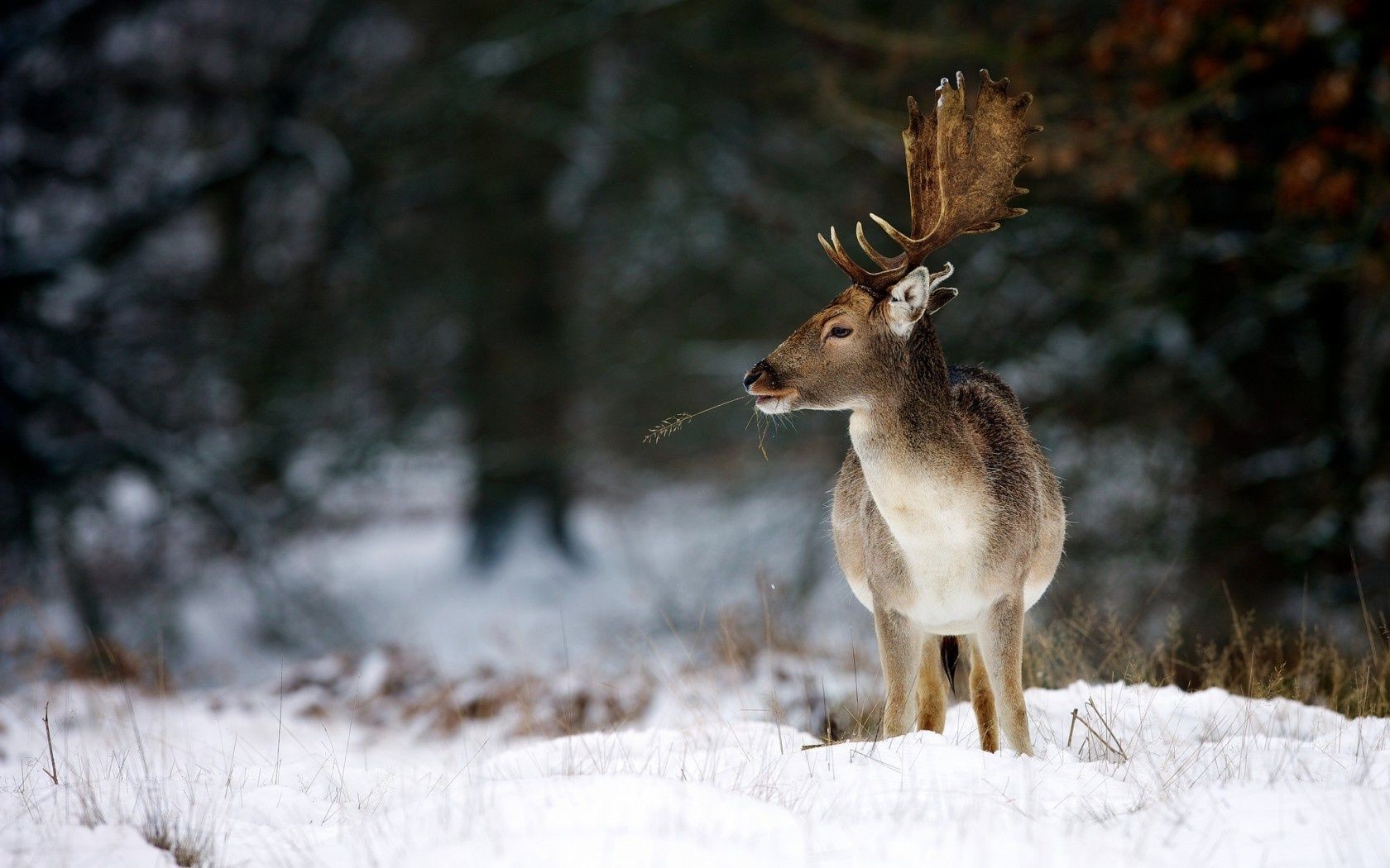 deer snow winter wood nature wildlife outdoors mammal cold