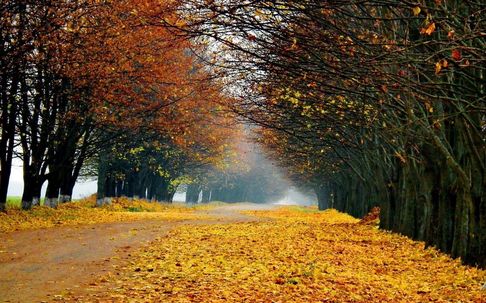 forest fall leaf tree landscape wood season park nature maple dawn outdoors mist fog branch scenic environment fair weather bright gold