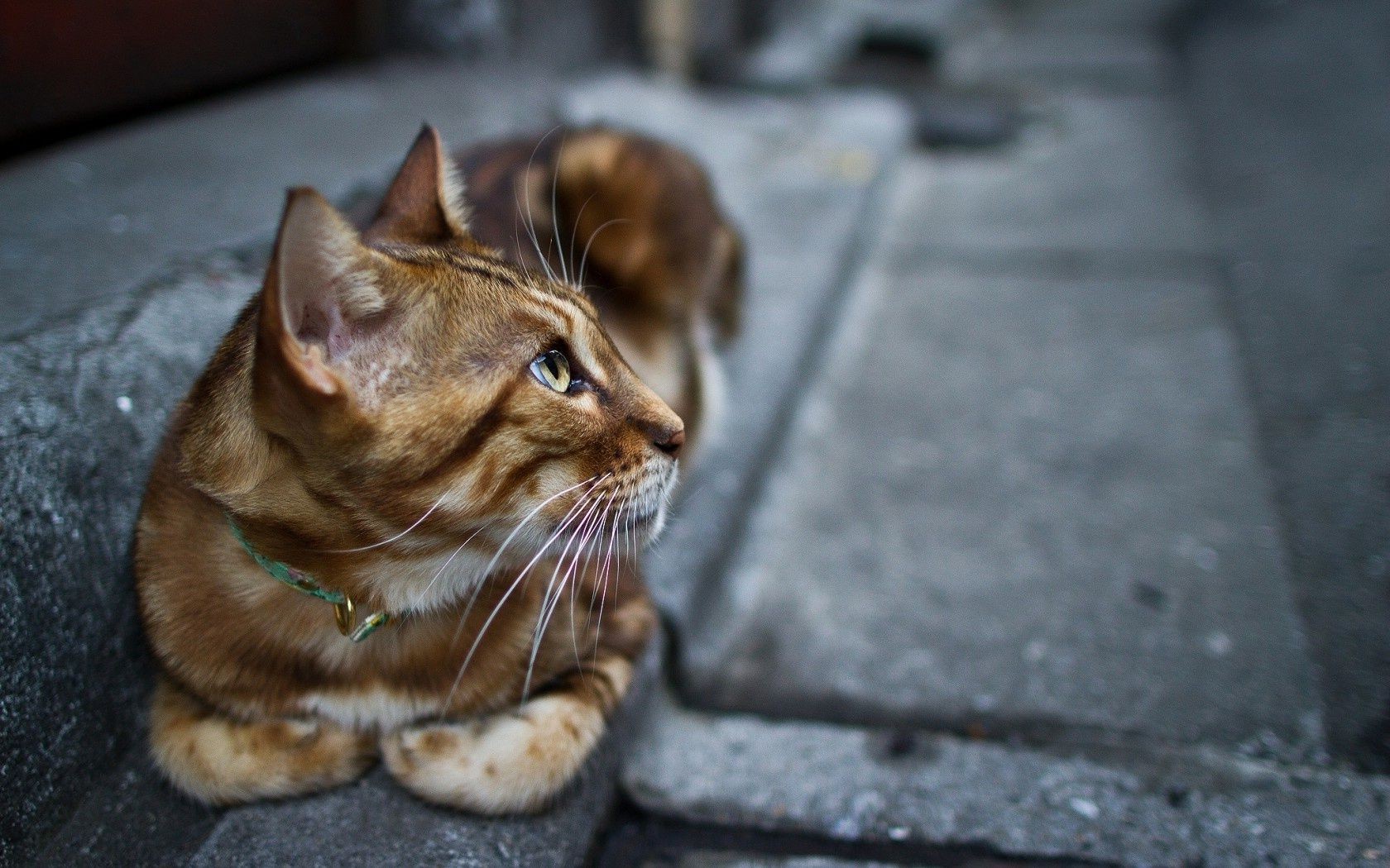 gatti gatto carino ritratto animale occhio animale domestico pelliccia anteprima natura giovane gattino domestico piccolo divertente capelli