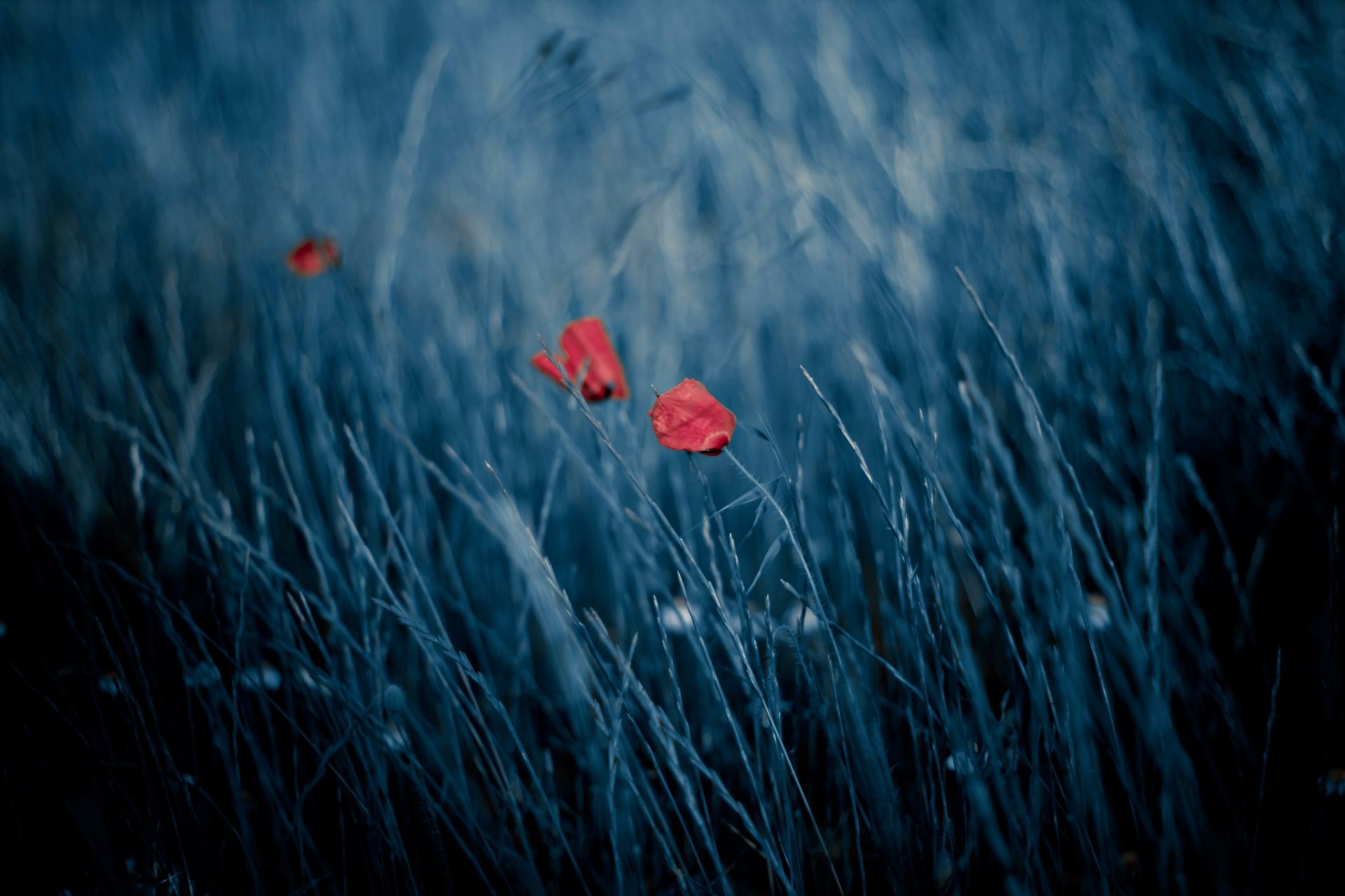 flowers flower poppy grass nature summer hayfield flora field color