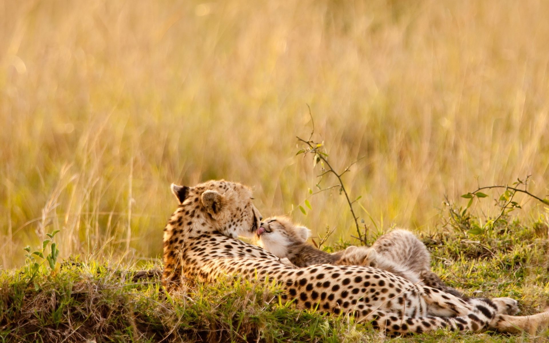 leopardos vida silvestre guepardo gato mamífero hierba safari depredador salvaje carnívoro naturaleza animal cazador reserva sabana gato grande serengeti kruger al aire libre grande