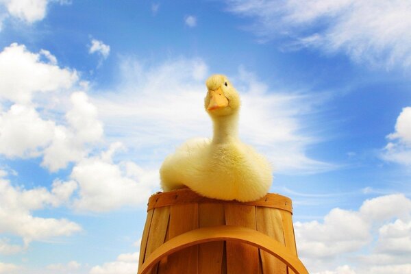 Pato sentado em um barril no fundo do céu