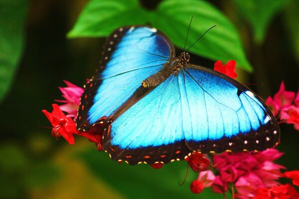 Farfalla blu accovacciata per rilassarsi